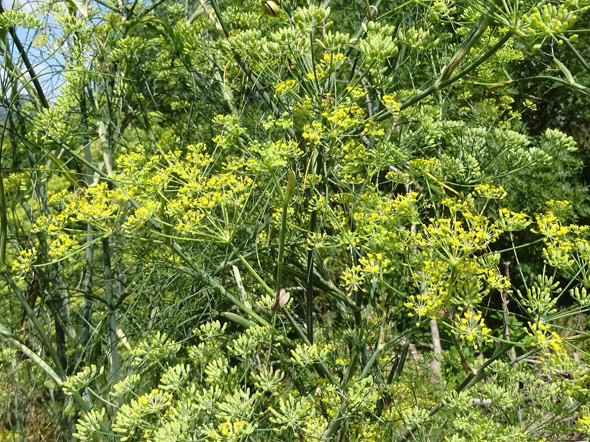 Foeniculum vulgare subsp. vulgare (Apiaceae)